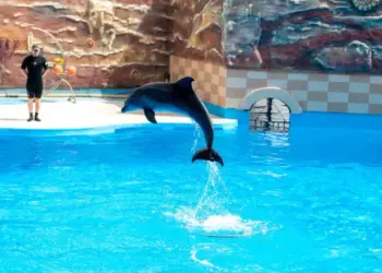 Agadir Dolphin World