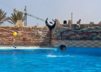 Agadir Dolphin World